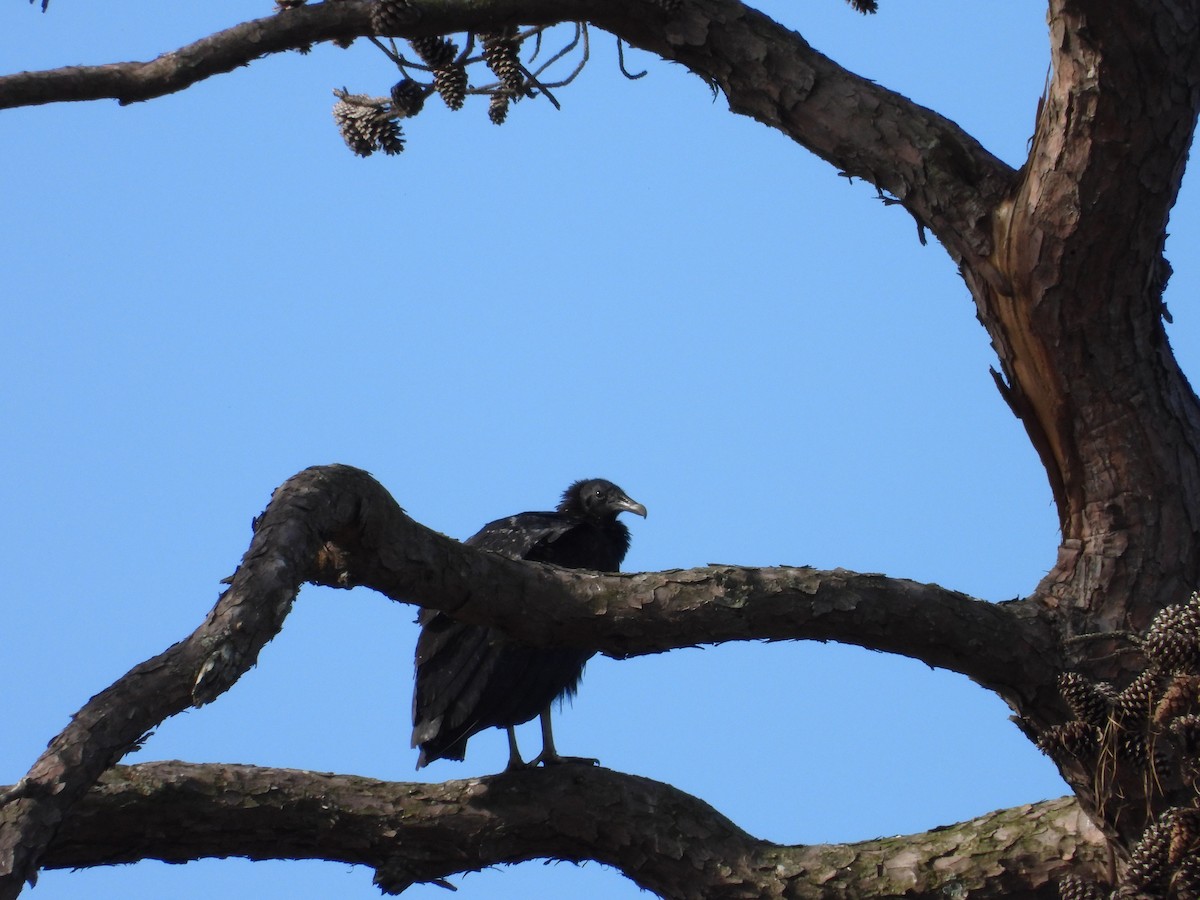 Black Vulture - ML611880068