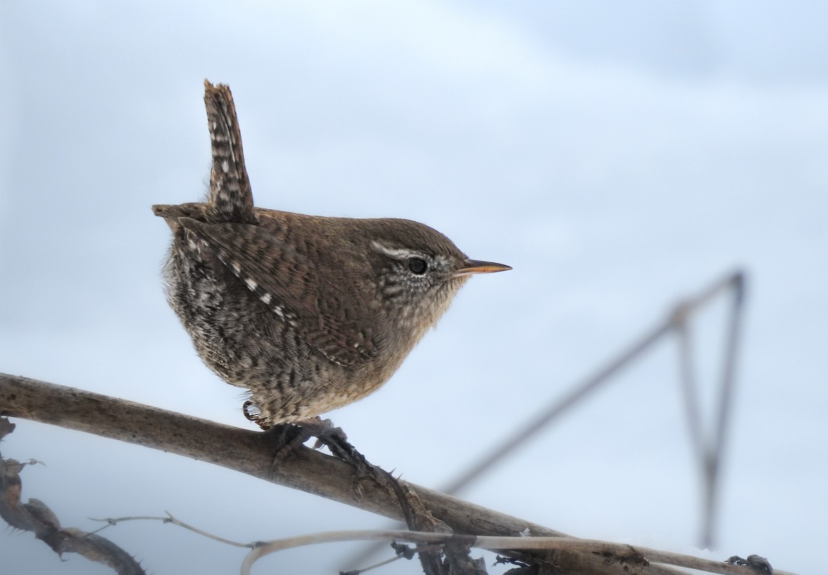 Eurasian Wren - ML611880120