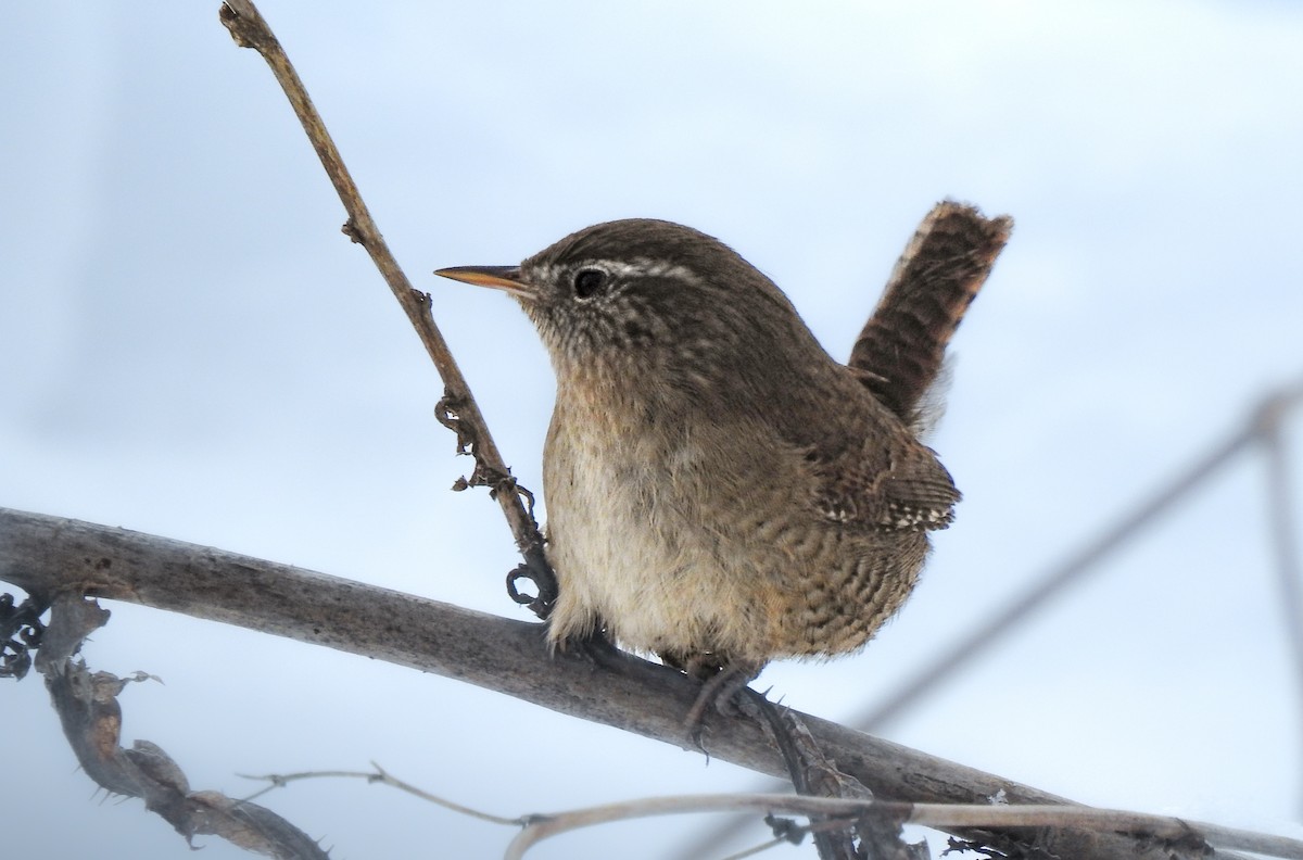 Eurasian Wren - ML611880121