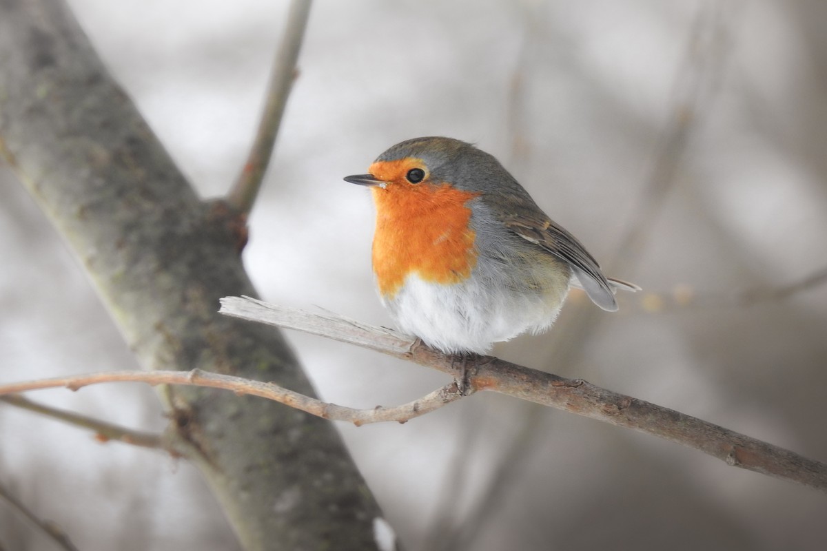 European Robin - ML611880131