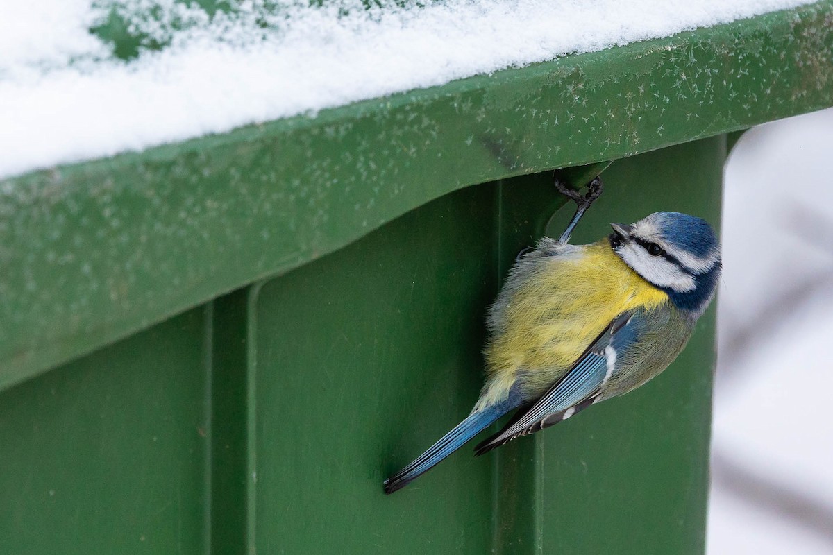 Mésange bleue - ML611880160