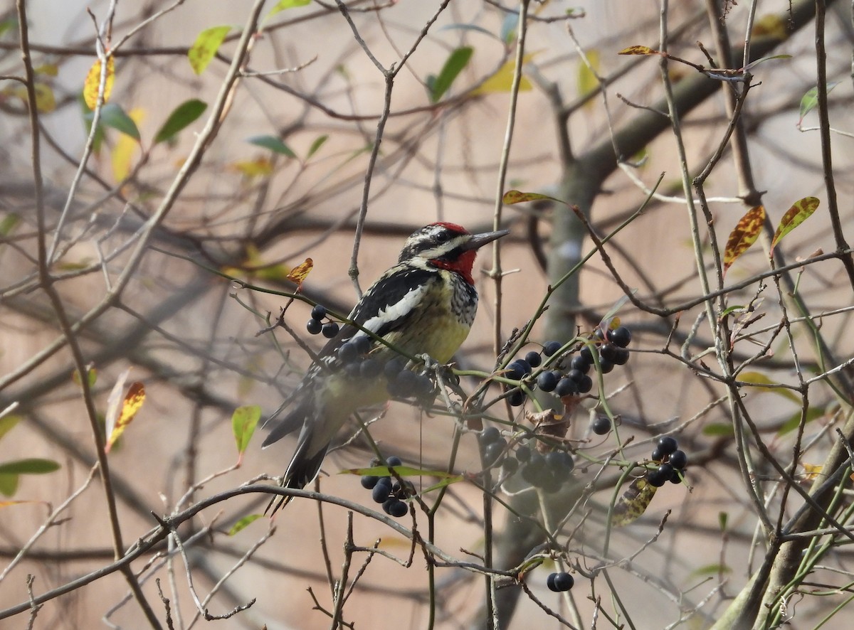 Yellow-bellied Sapsucker - ML611880297