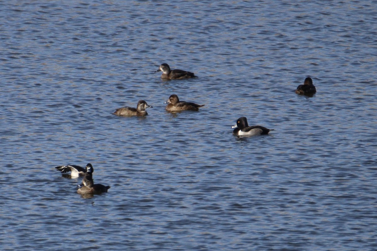 Ring-necked Duck - Brendon Westerhold