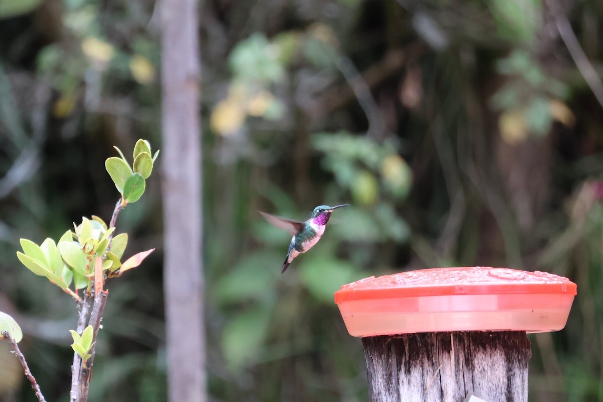 Colibrí de Mulsant - ML611880331