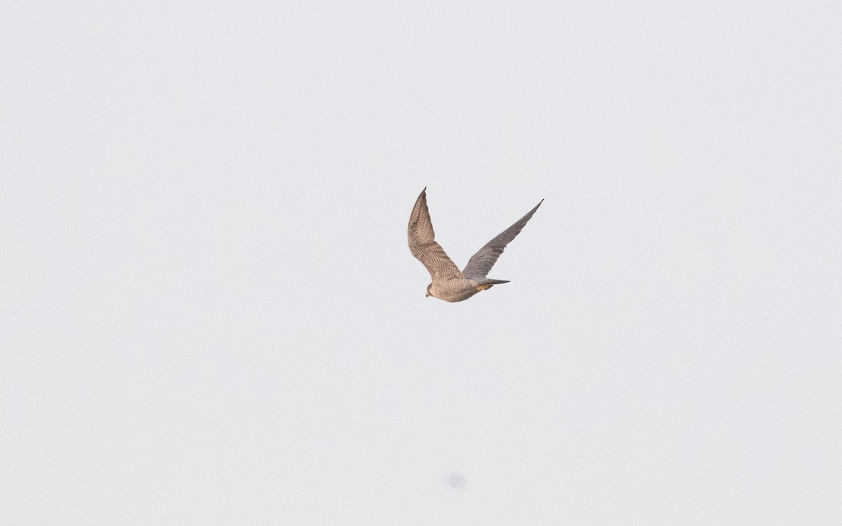 Peregrine Falcon - ML611880347