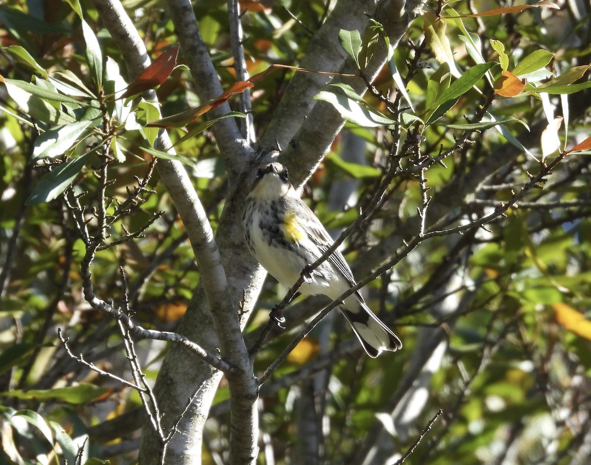 Yellow-rumped Warbler - ML611880349