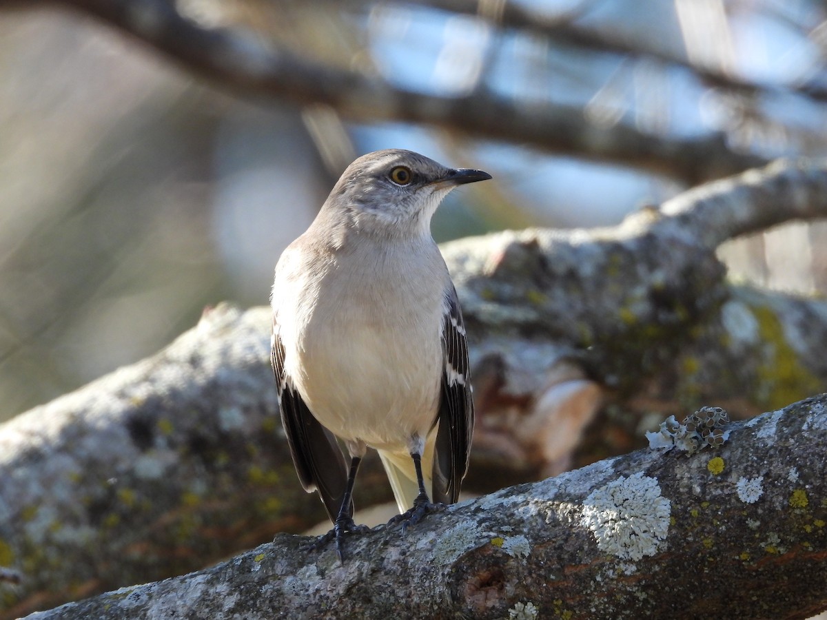 Northern Mockingbird - ML611880379