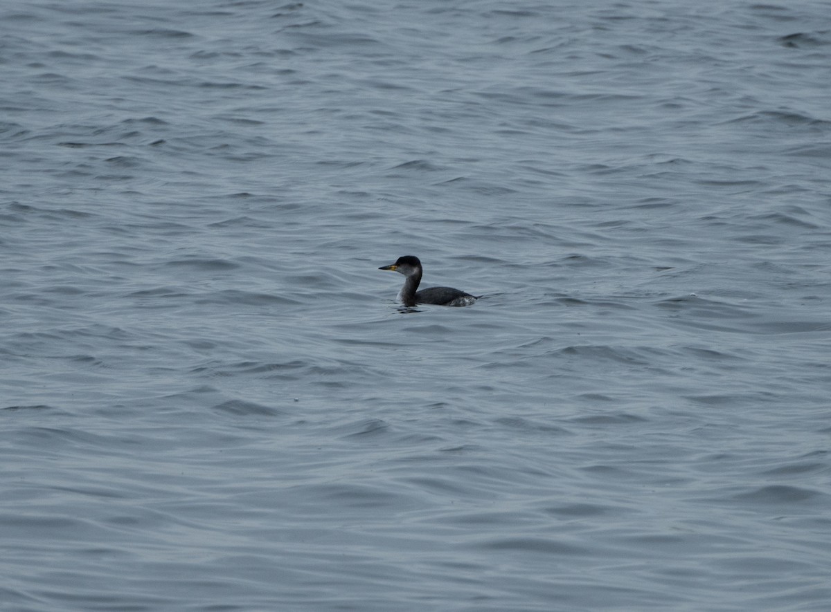 Red-necked Grebe - David Darrell-Lambert