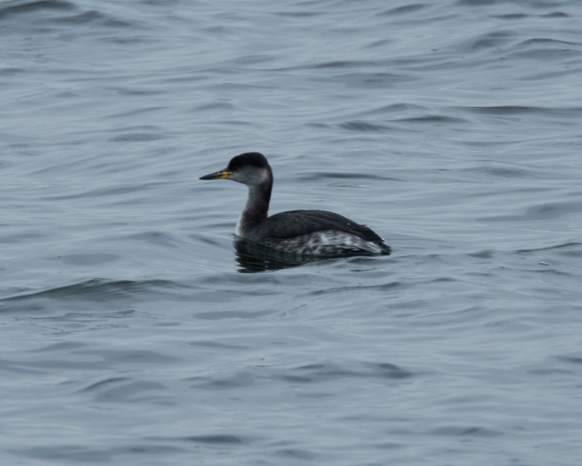 Red-necked Grebe - David Darrell-Lambert