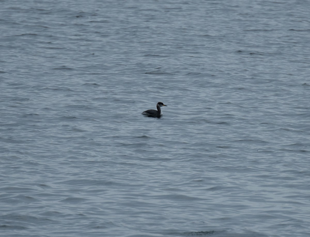 Red-necked Grebe - David Darrell-Lambert