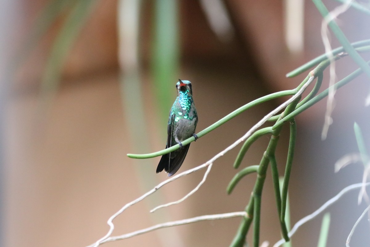 Glittering-bellied Emerald - ML611880405