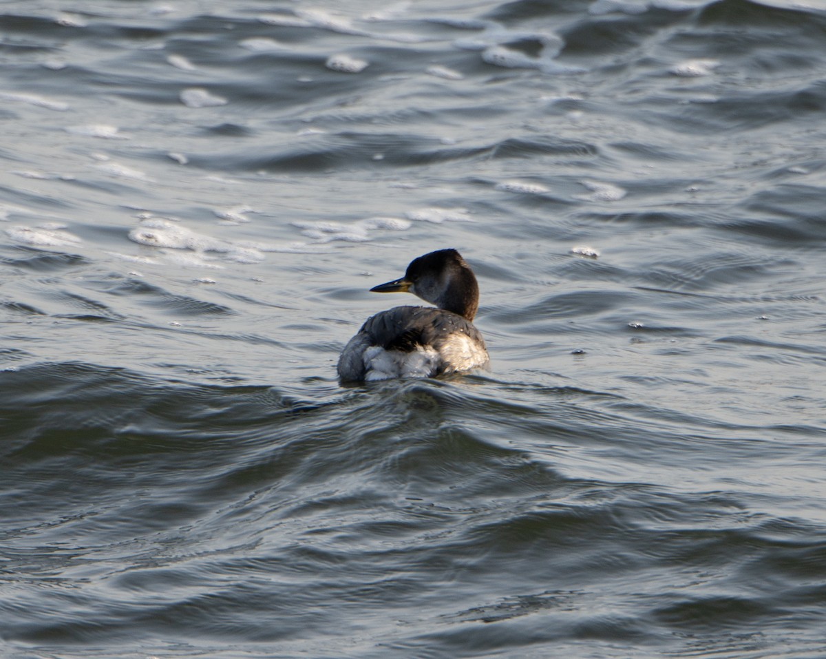 Red-necked Grebe - David Darrell-Lambert