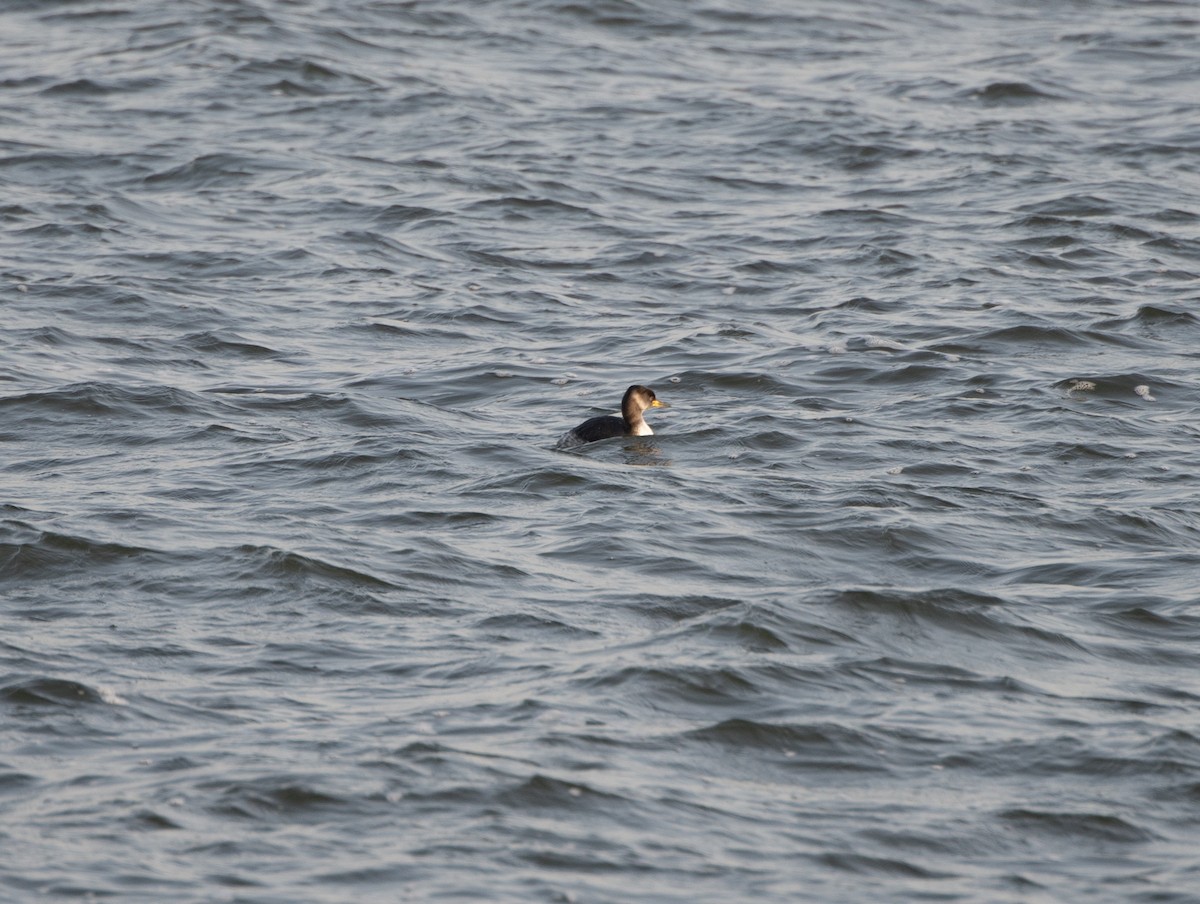 Red-necked Grebe - David Darrell-Lambert