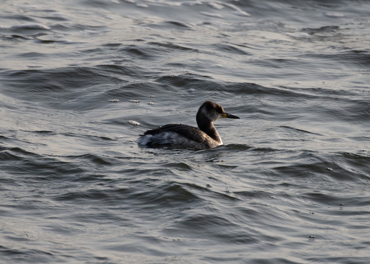 Red-necked Grebe - David Darrell-Lambert