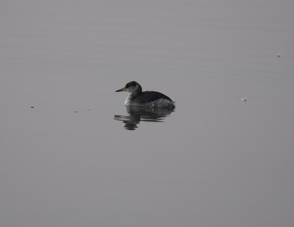 Red-necked Grebe - David Darrell-Lambert