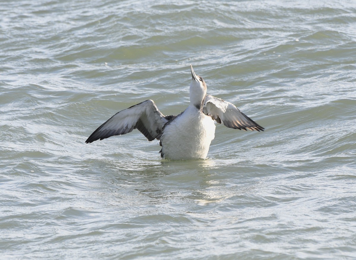 Red-throated Loon - ML611880429