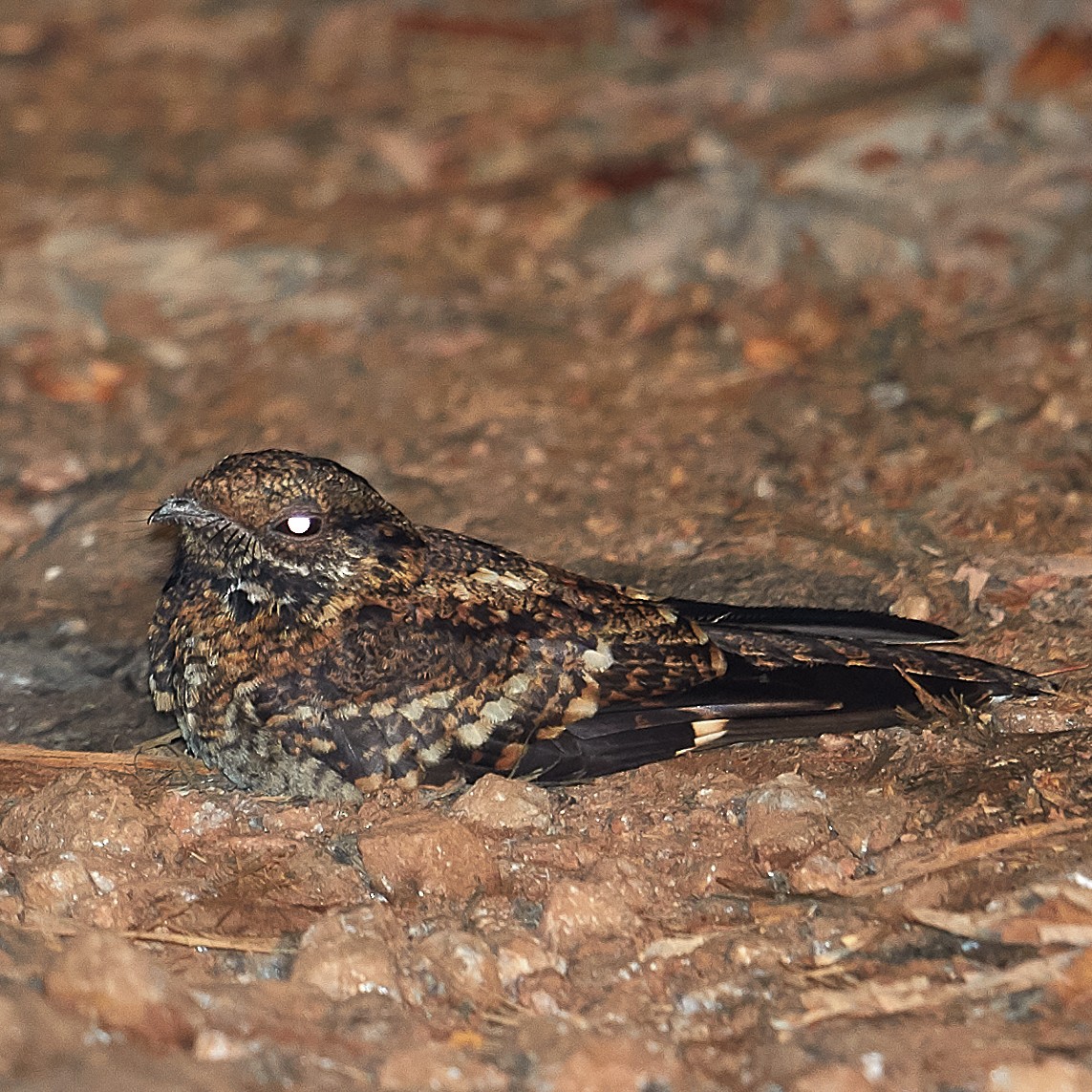 Montane Nightjar (Rwenzori) - Werner Suter