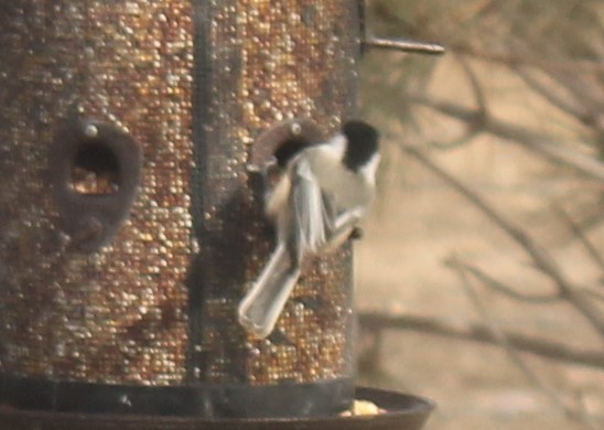 Black-capped/Mountain Chickadee - ML611880458