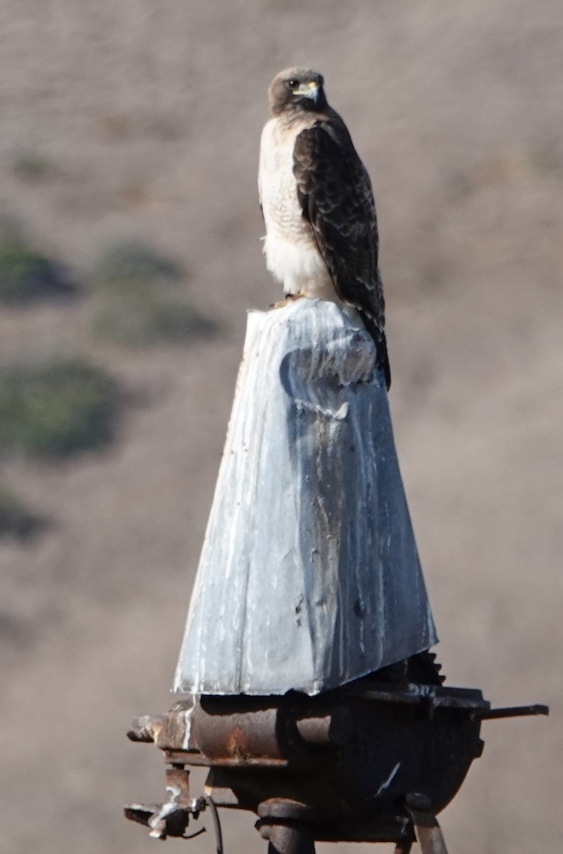 Red-tailed Hawk - ML611880463