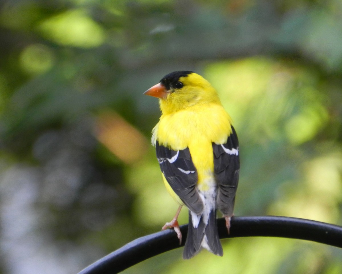 American Goldfinch - Kellie Superina