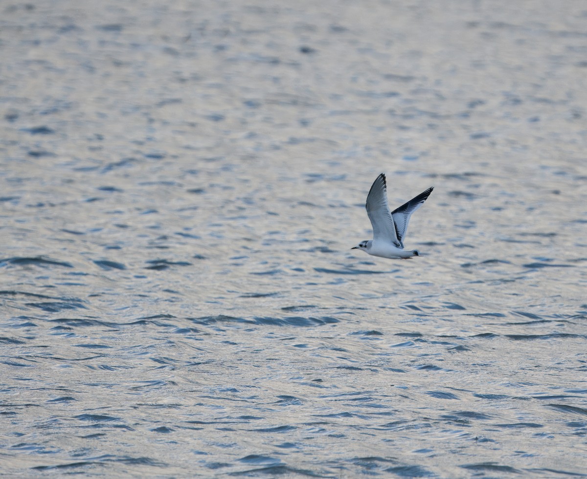 Little Gull - ML611880522