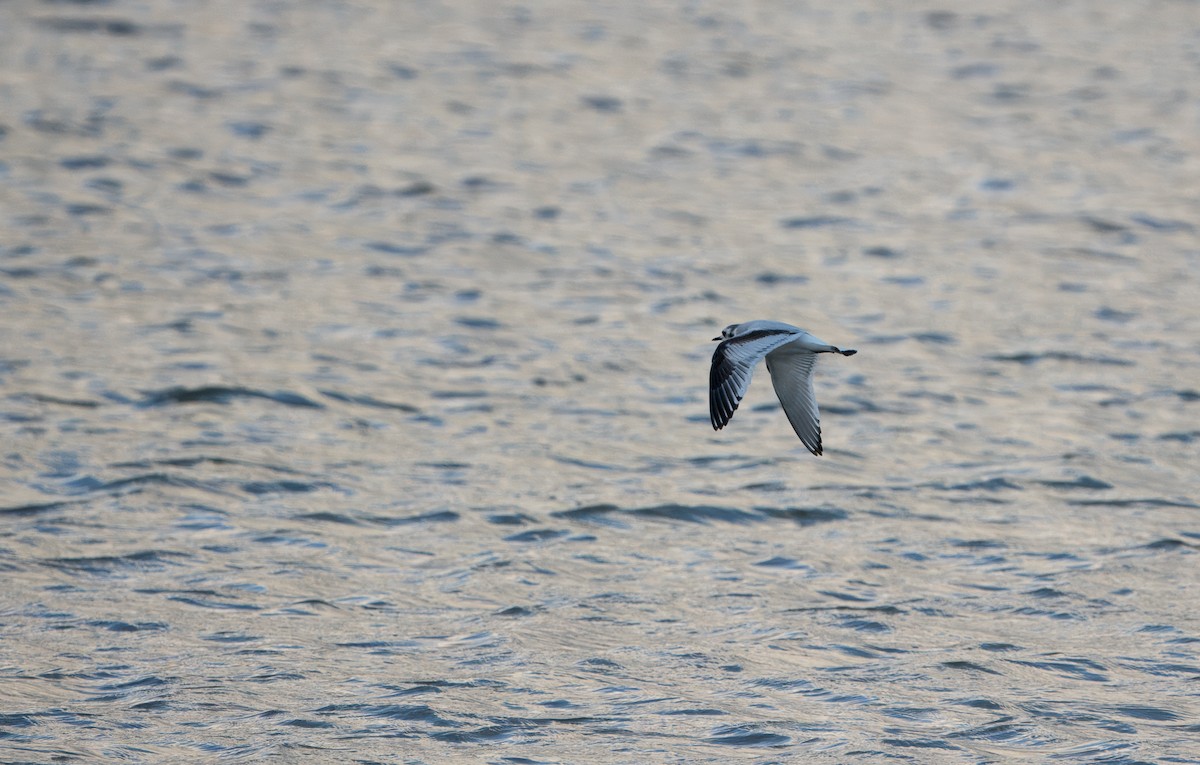 Little Gull - ML611880523