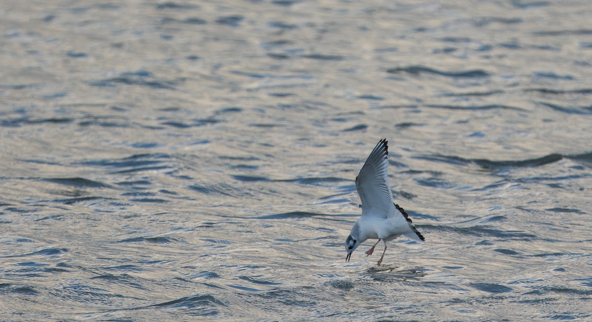 Little Gull - ML611880524