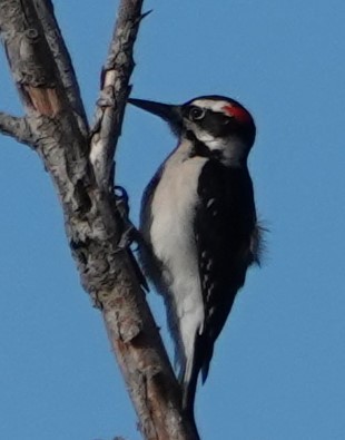 Hairy Woodpecker - ML611880526