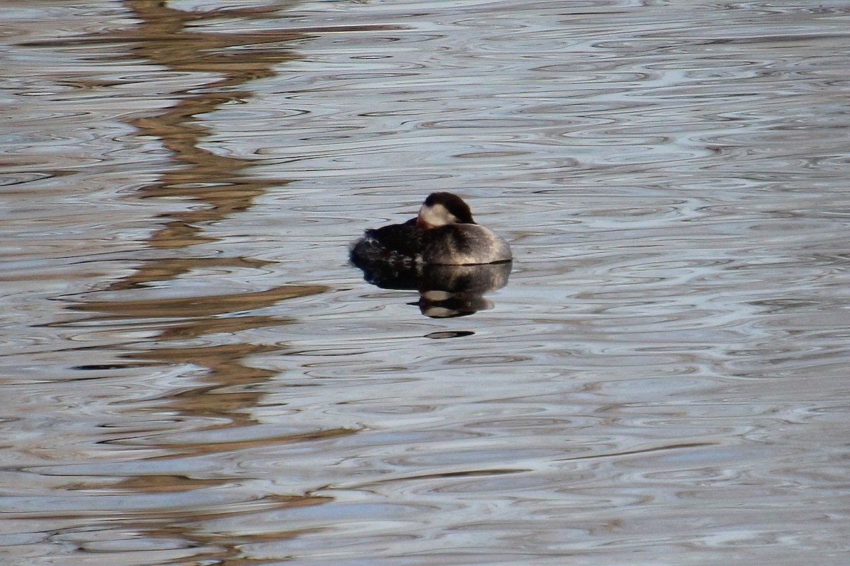 Red-necked Grebe - Elaine Cassidy