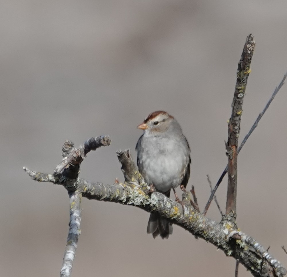 White-crowned Sparrow - John Deacon