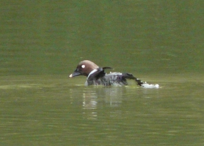 Common Goldeneye - ML611880753