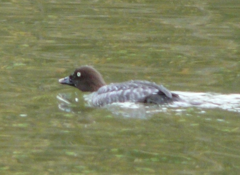 Common Goldeneye - ML611880759