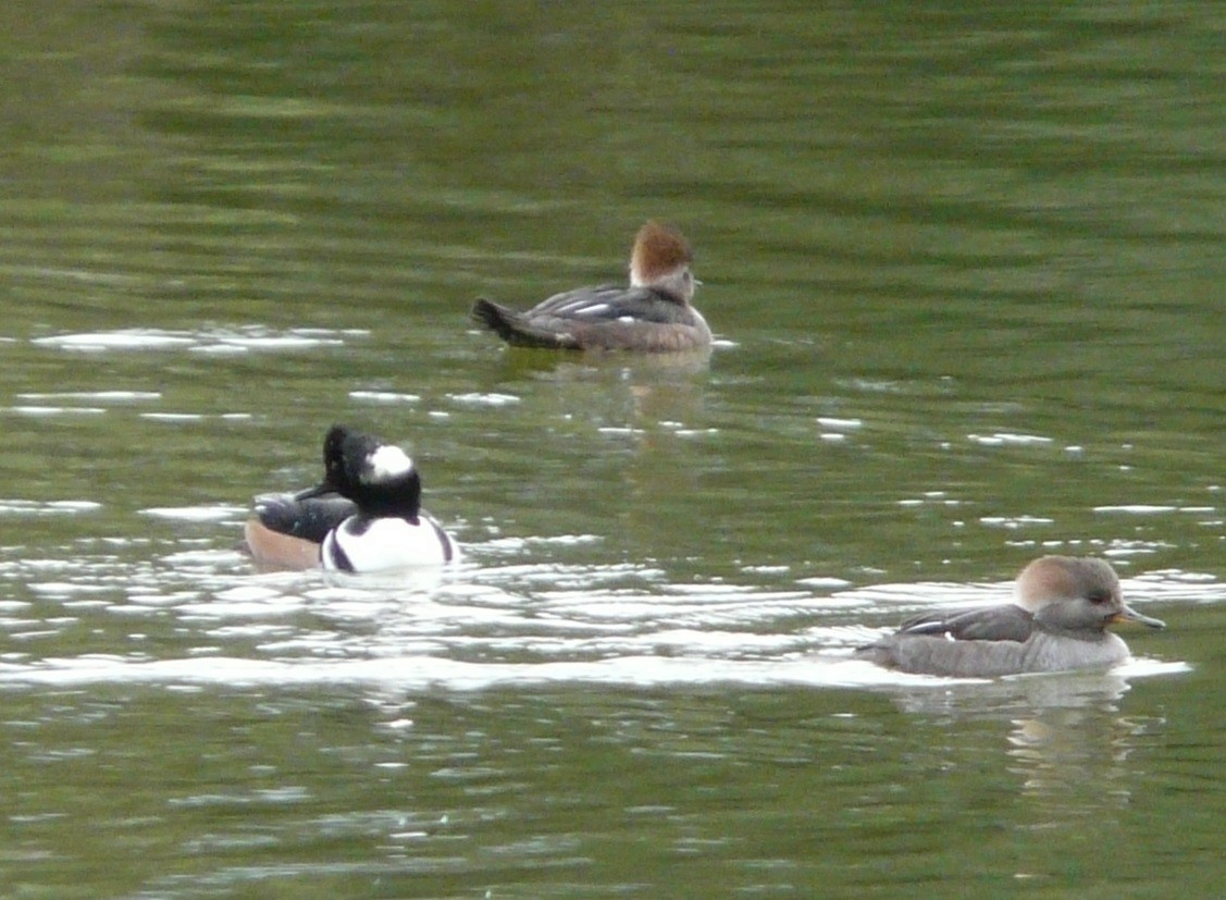 Hooded Merganser - ML611880768