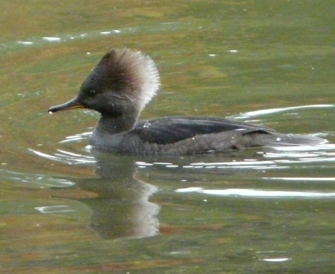 Hooded Merganser - ML611880770