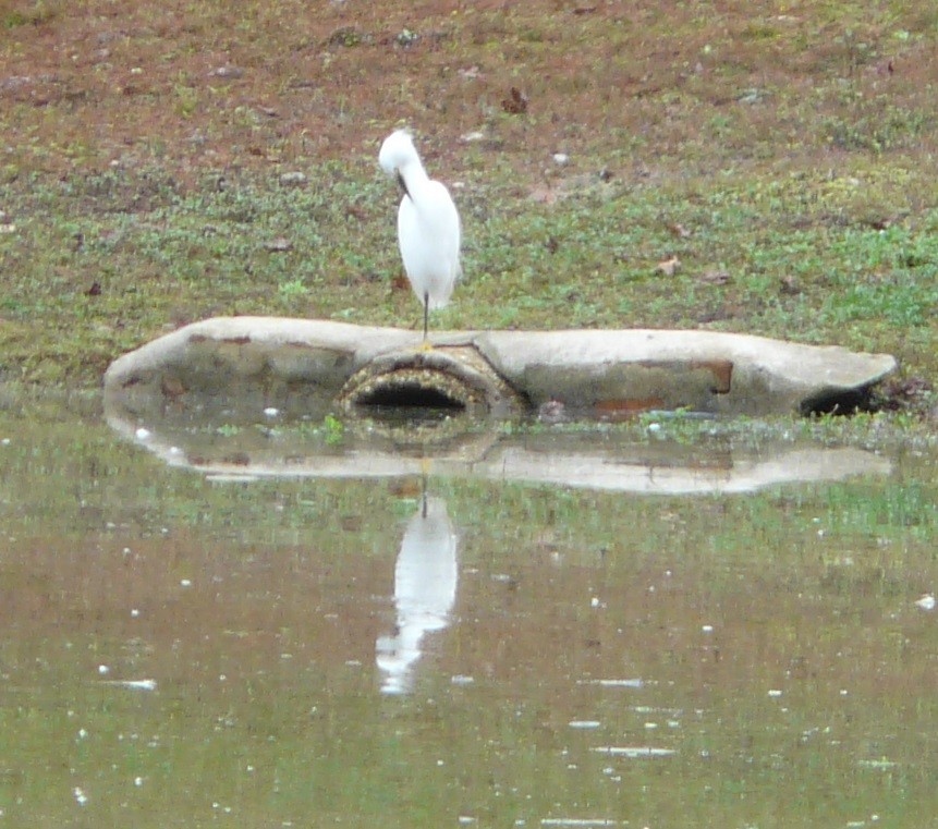 Snowy Egret - ML611880775