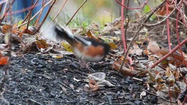 Eastern Towhee - ML611880787