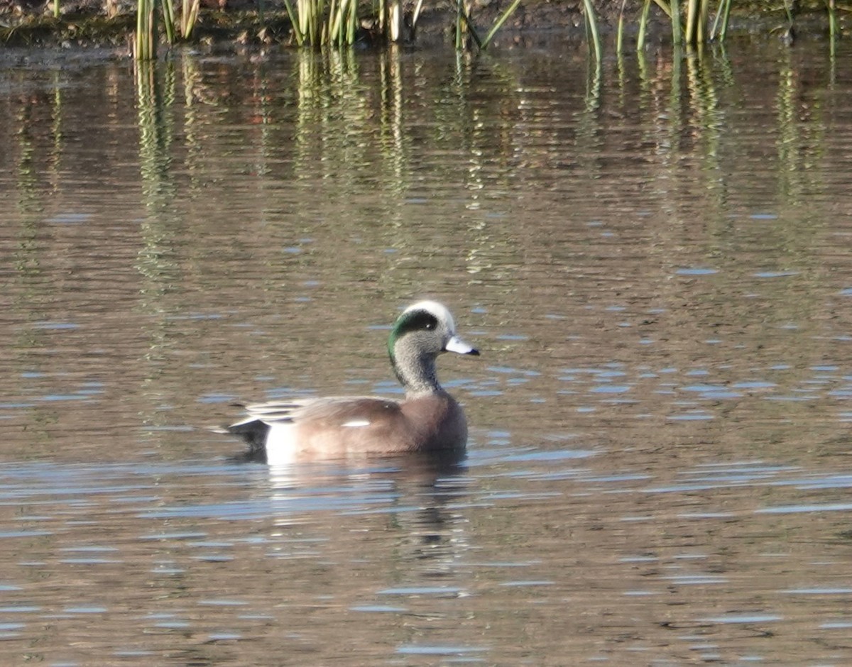 American Wigeon - ML611881020