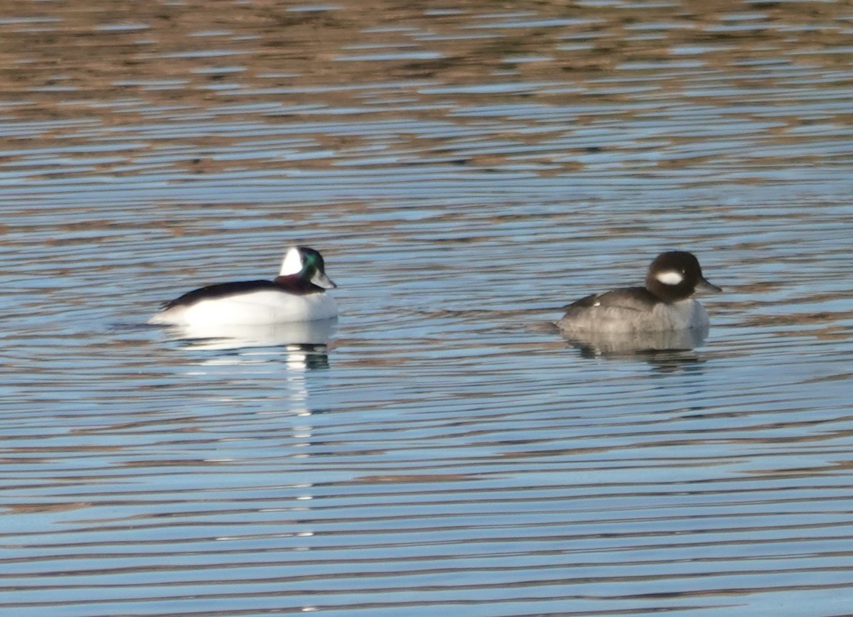 Bufflehead - ML611881056