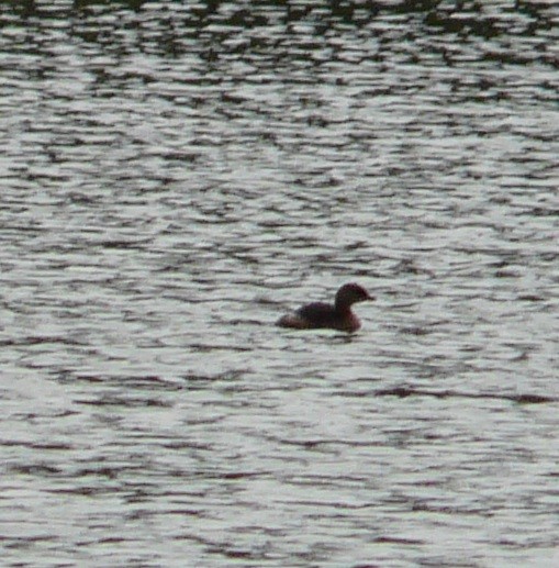 Pied-billed Grebe - Sean McCool