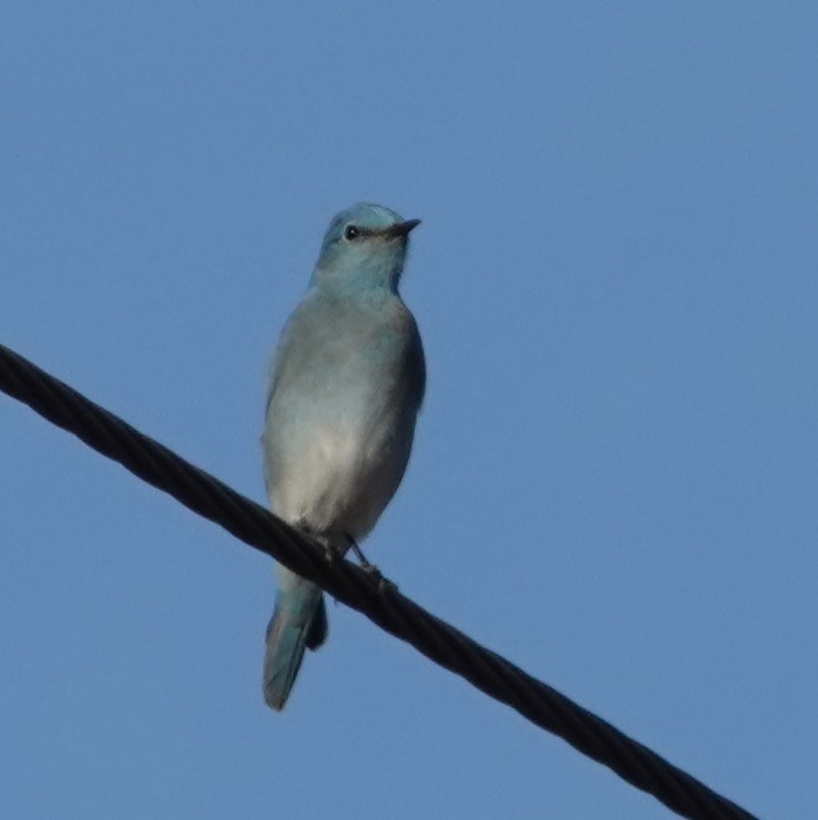 Mountain Bluebird - ML611881089