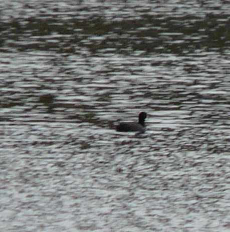 American Coot (Red-shielded) - Sean McCool