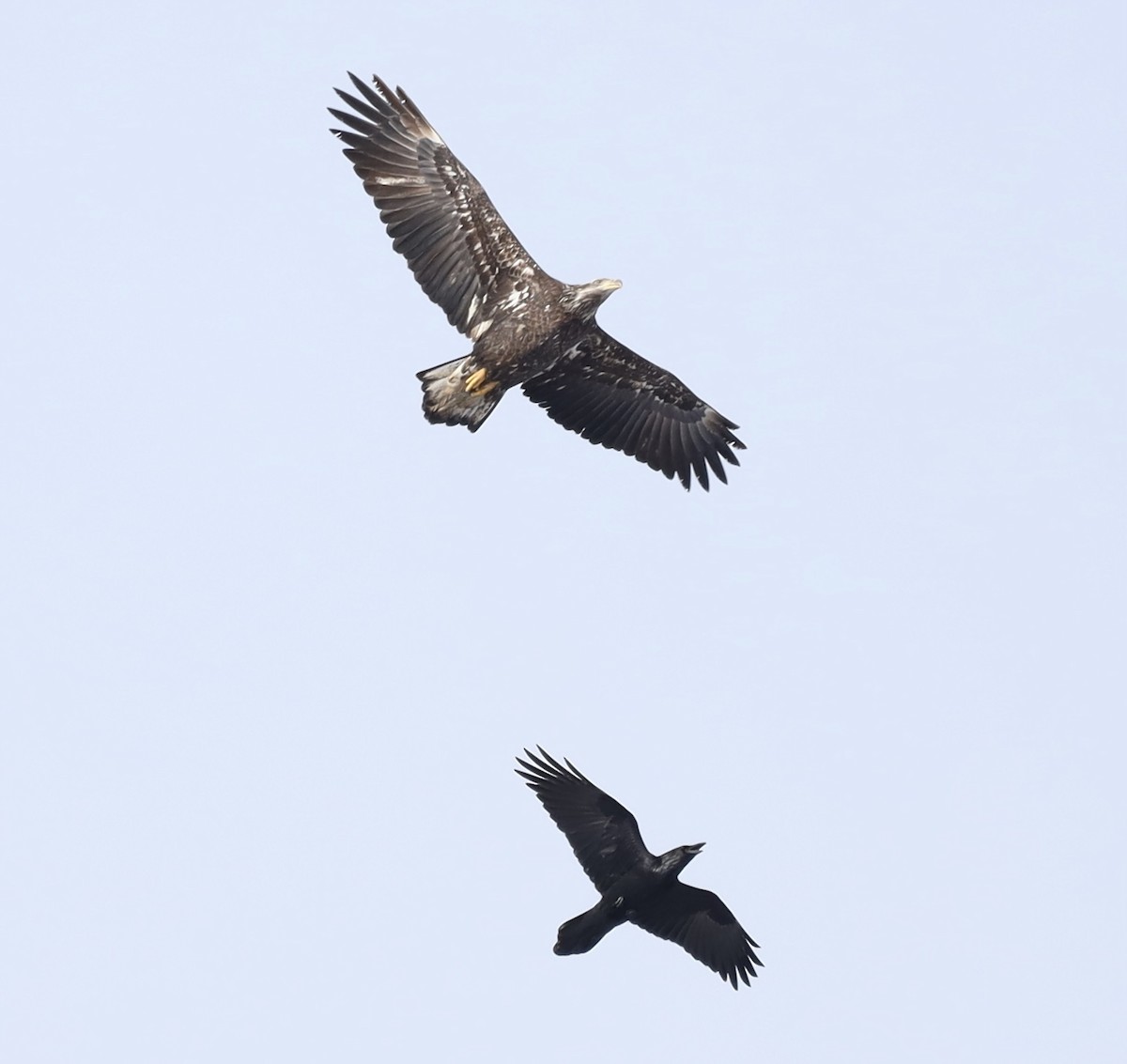 Bald Eagle - ML611881156