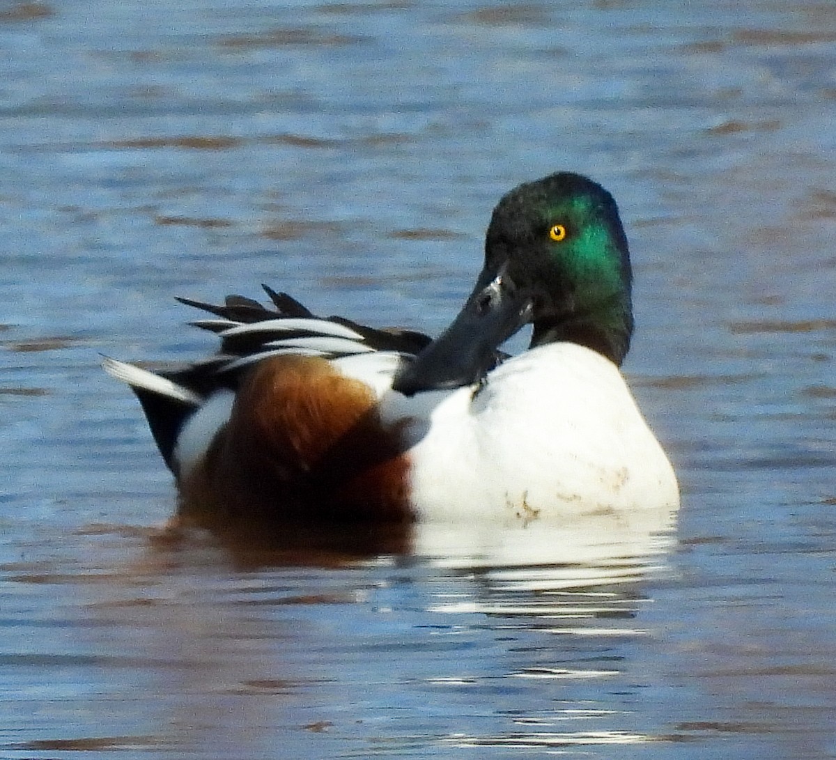 Northern Shoveler - ML611881196