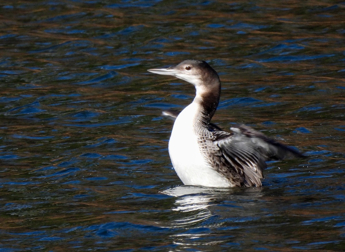 Common Loon - ML611881202