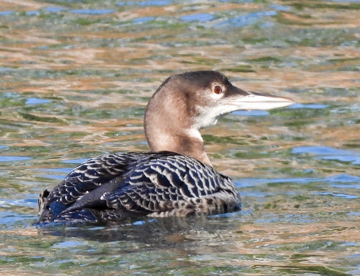 Common Loon - ML611881203