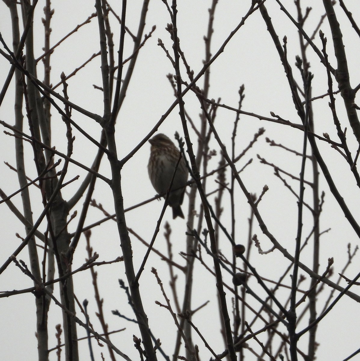 Purple Finch - ML611881208