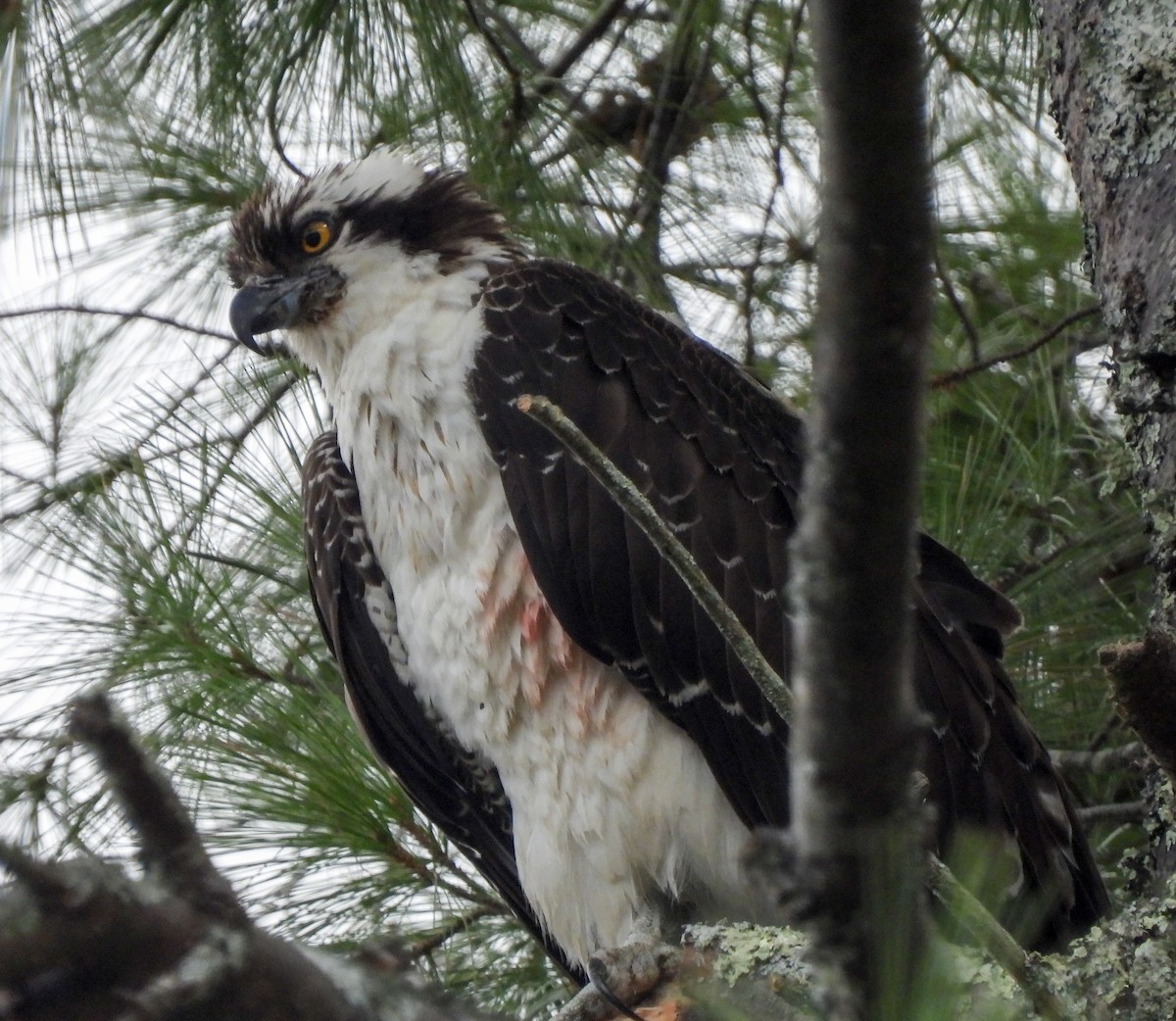 Osprey - ML611881212