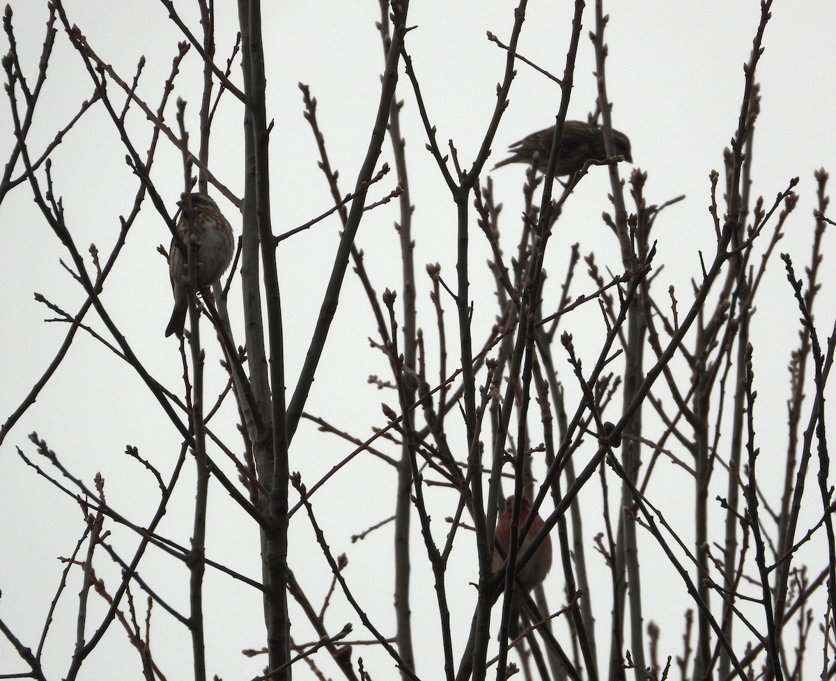 Purple Finch - ML611881221