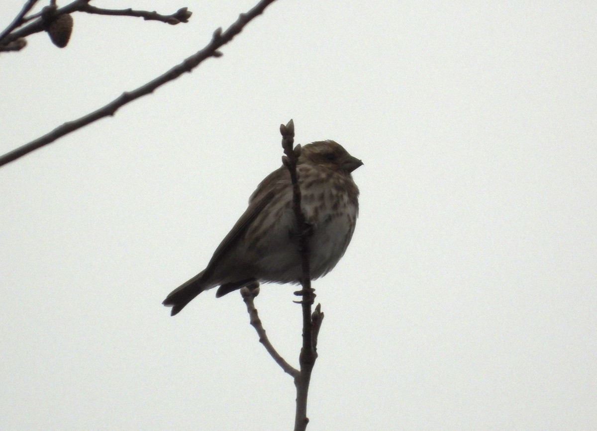 Purple Finch - ML611881236