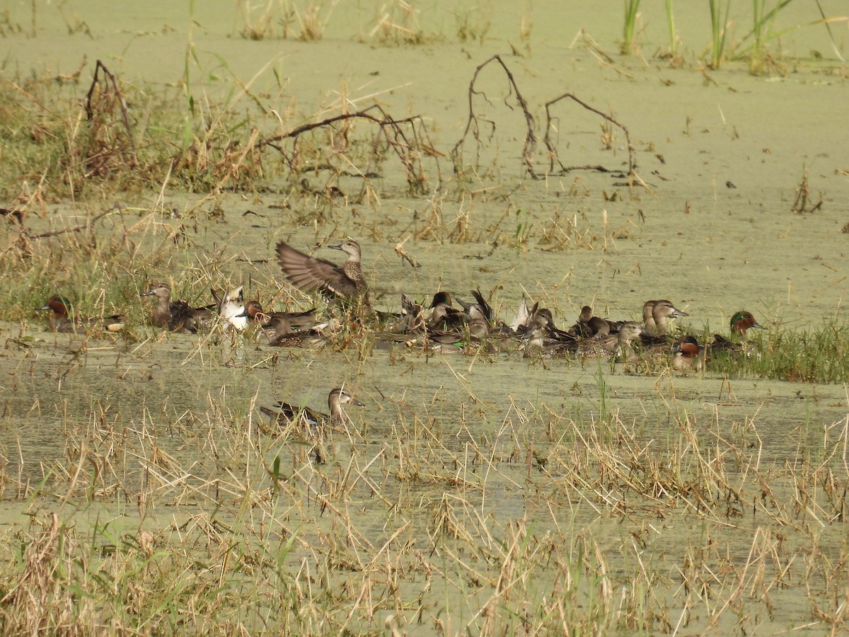 Green-winged Teal - ML611881249